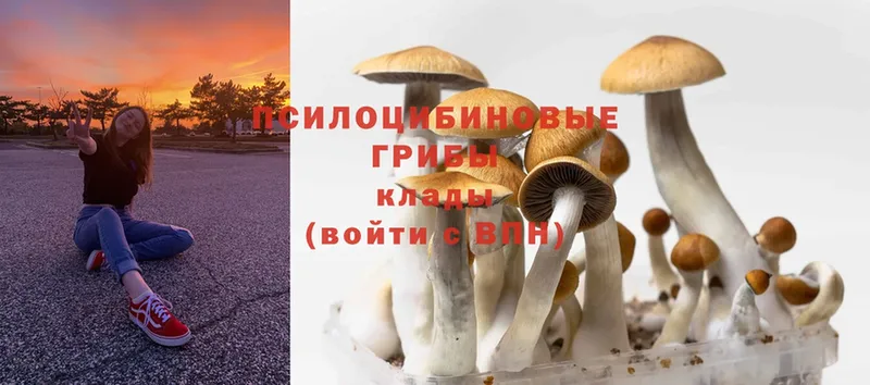 кракен сайт  Ижевск  Галлюциногенные грибы Psilocybe 